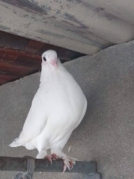 pigeon 4