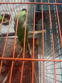 raw parrot for sale