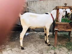 Breadr pure dasi bakra