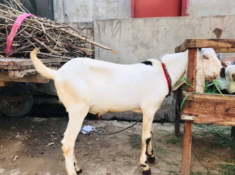 Breadr pure dasi bakra 2