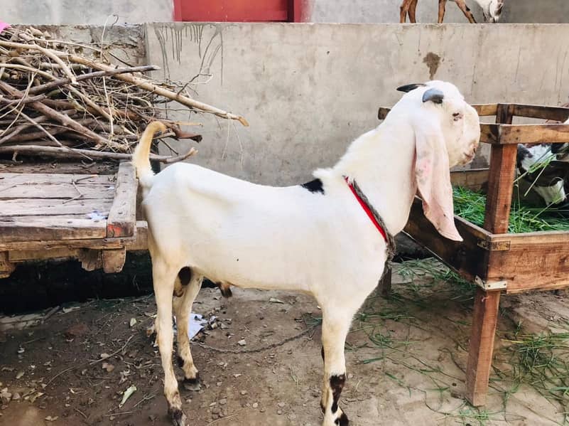 Breadr pure dasi bakra 4