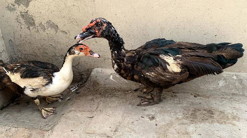 Muscovy Duck Breeder Pair 0