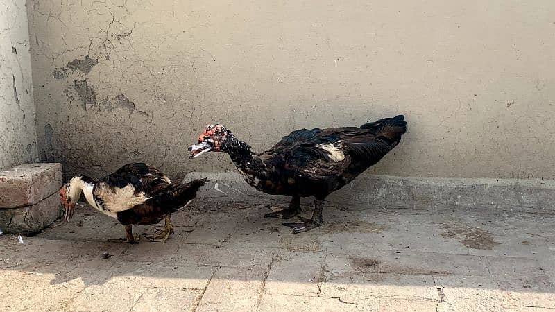 Muscovy Duck Breeder Pair 1