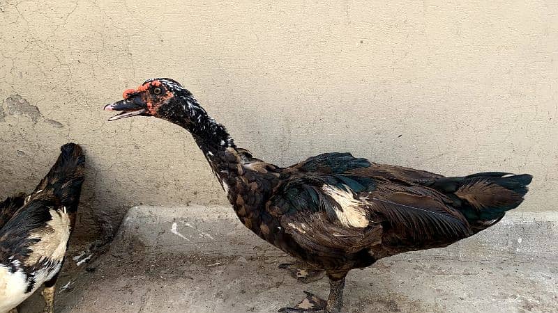 Muscovy Duck Breeder Pair 2