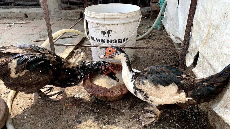 Muscovy Duck Breeder Pair 3