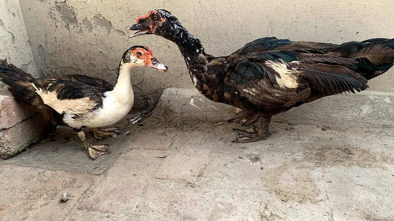 Muscovy Duck Breeder Pair 4