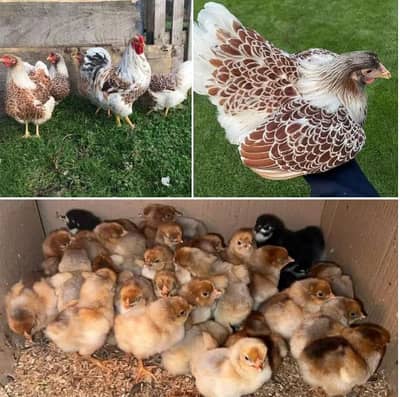 Splash Wyandotte Chickes Available Age 7 Day Old