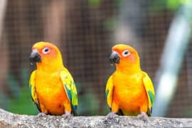 Sun Conure pair