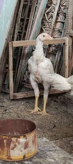 WHITE SHAMO PAIR 2.5 MONTH 16000 PER CHICK