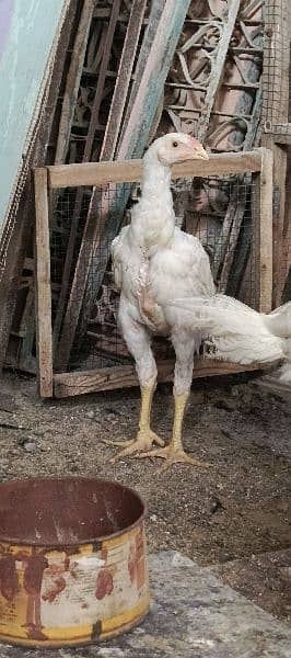 WHITE SHAMO PAIR 2.5 MONTH 16000 PER CHICK 0