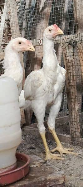 WHITE SHAMO PAIR 2.5 MONTH 16000 PER CHICK 1