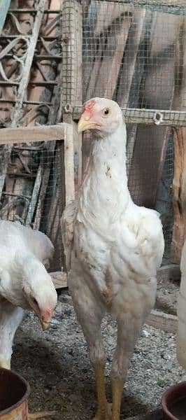 WHITE SHAMO PAIR 2.5 MONTH 16000 PER CHICK 2