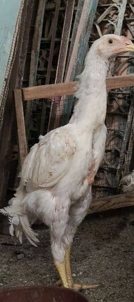 WHITE SHAMO PAIR 2.5 MONTH 16000 PER CHICK 3