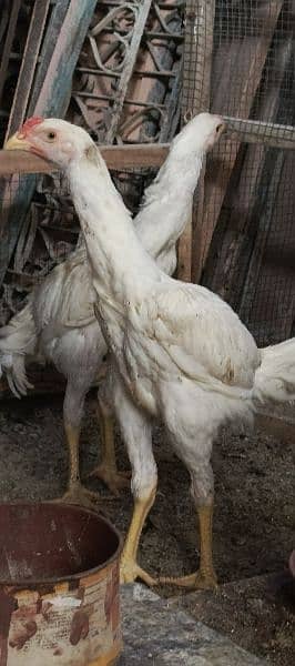 WHITE SHAMO PAIR 2.5 MONTH 16000 PER CHICK 5