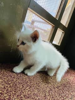 Persian triple coat kitten