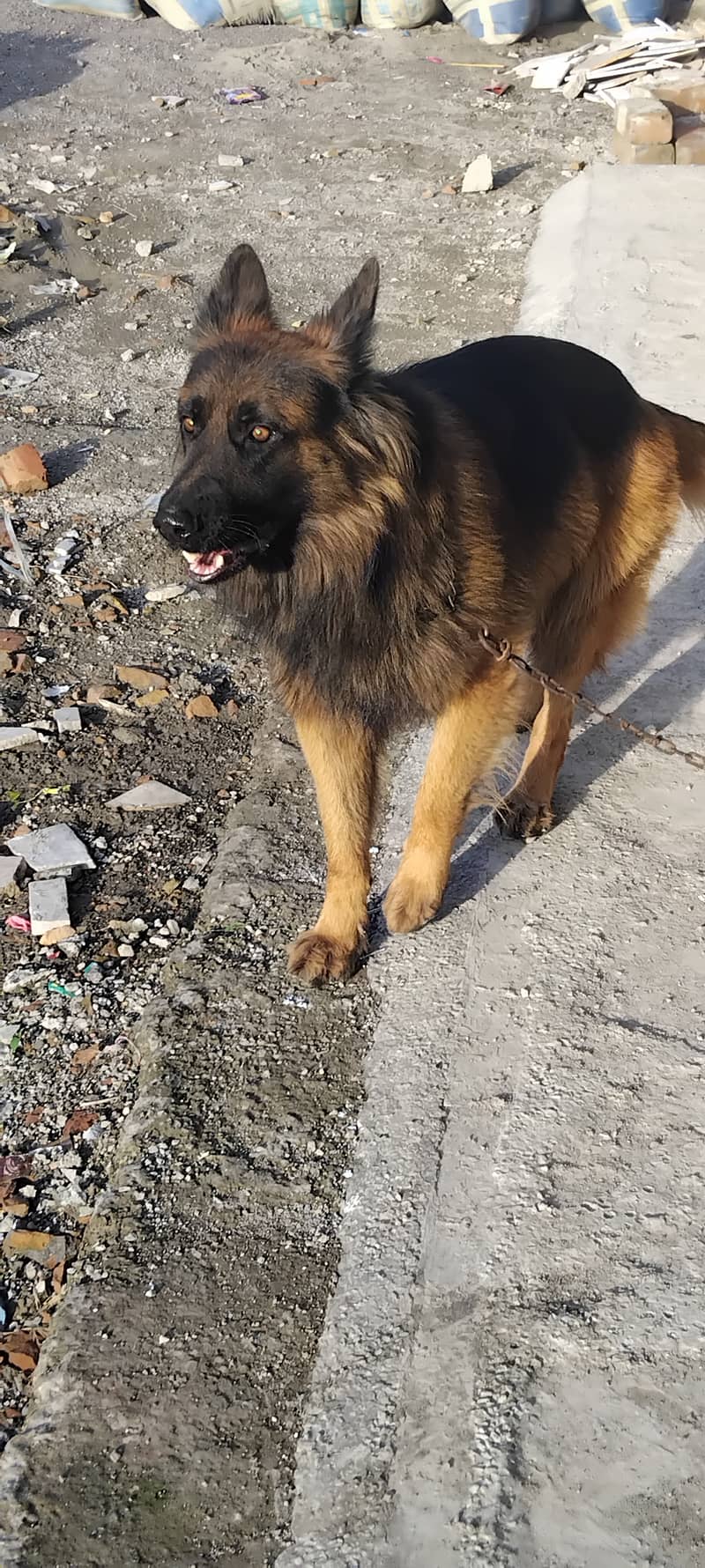 2 year age long coat German shepherd 2