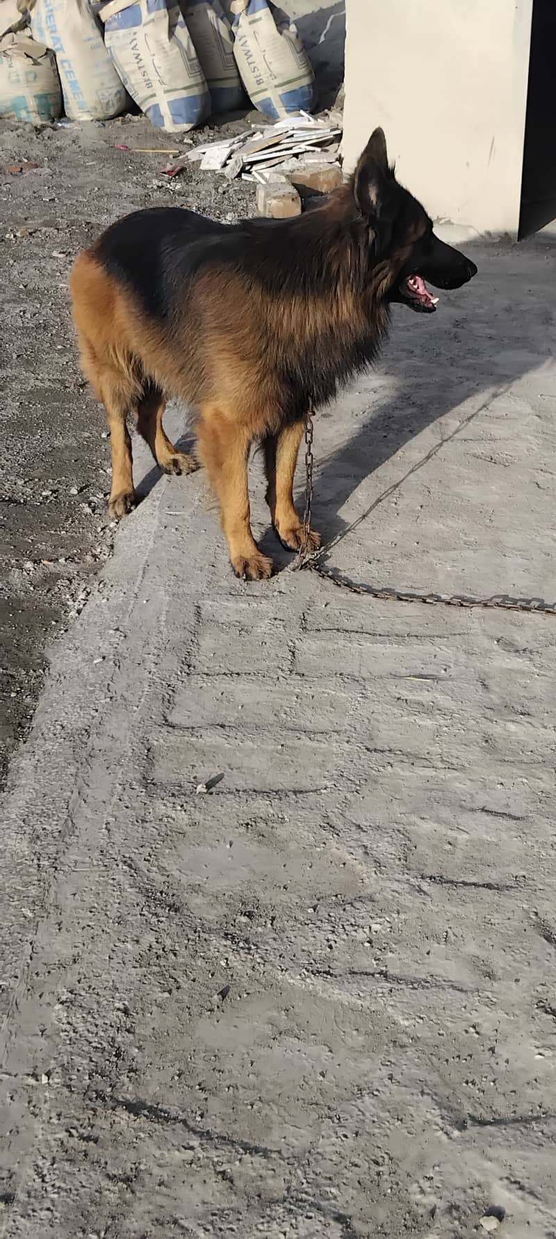 2 year age long coat German shepherd 3