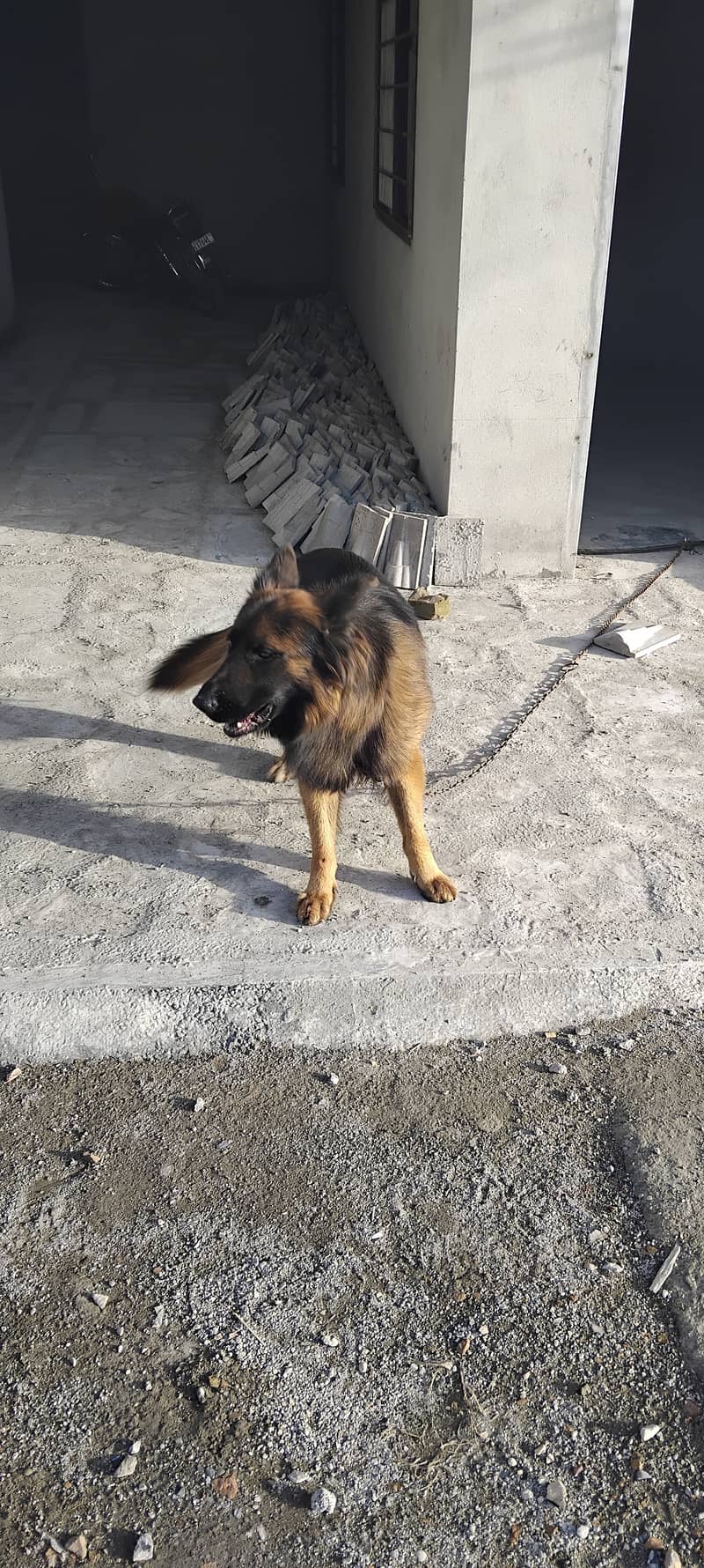 2 year age long coat German shepherd 4