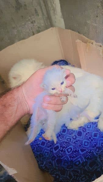 Persian cat with three kitten triple cost 1