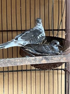 Diamond pied dove