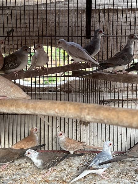 Diamond pied dove 10