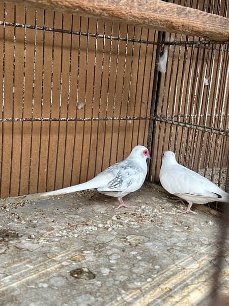 Diamond pied dove 14