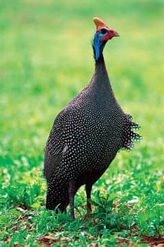 Guinea fowl