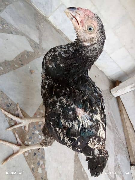 cross parrot beak 2 month age 2