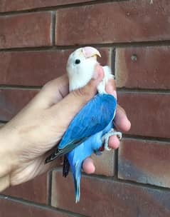 blue Opaline for sale