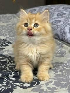 persian kitten avaivale only contact whatup 03090000539