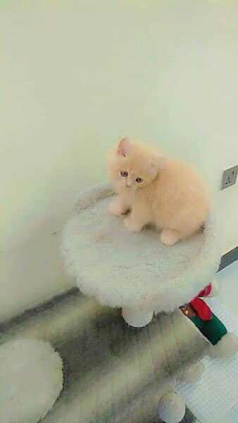 persian kittens. 1