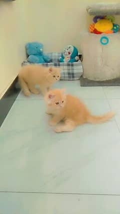 persian kittens.