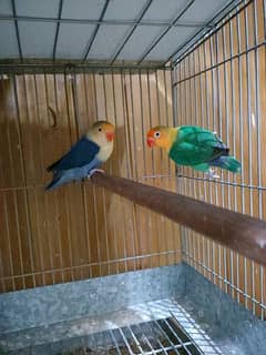 Al lovebird shed looking for new shelter