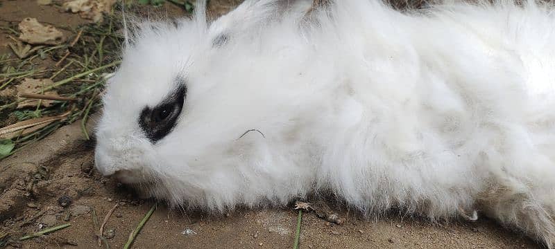 Fancy Bunny pair 2