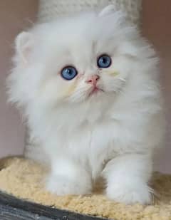 Persian kitten/ punch face/ triple coated/ Persian cat 0