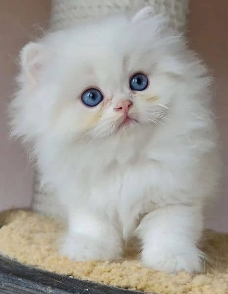 Persian kitten/ punch face/ triple coated/ Persian cat 0