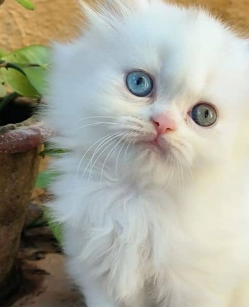 Persian kitten/ punch face/ triple coated/ Persian cat 1