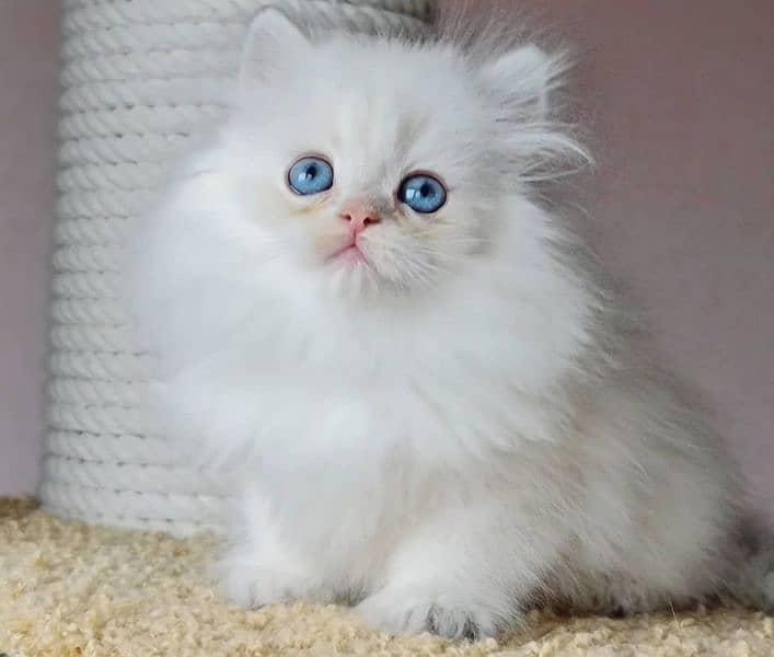 Persian kitten/ punch face/ triple coated/ Persian cat 2