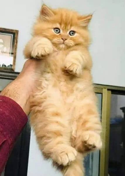 Persian kitten/ punch face/ triple coated/ Persian cat 3