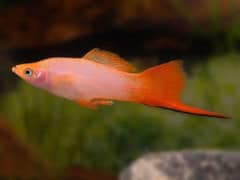 Pink Comet Jumbo size Swordtail