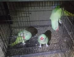 3 Female Raw Parrots