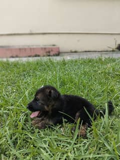 German shepherd Long court male puppy for sale