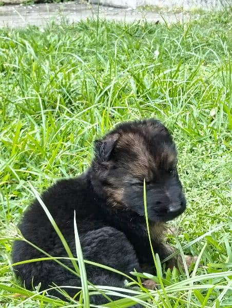 German shepherd Long court male puppy for sale 1