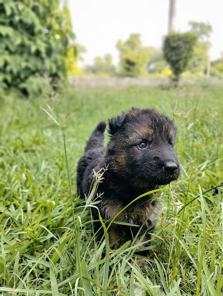 German shepherd Long court male puppy for sale 2