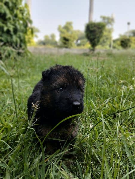 German shepherd Long court male puppy for sale 3