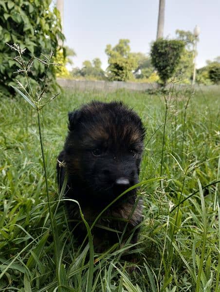 German shepherd Long court male puppy for sale 4