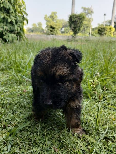 German shepherd Long court male puppy for sale 6