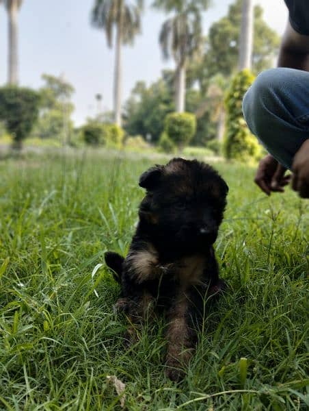 German shepherd Long court male puppy for sale 7