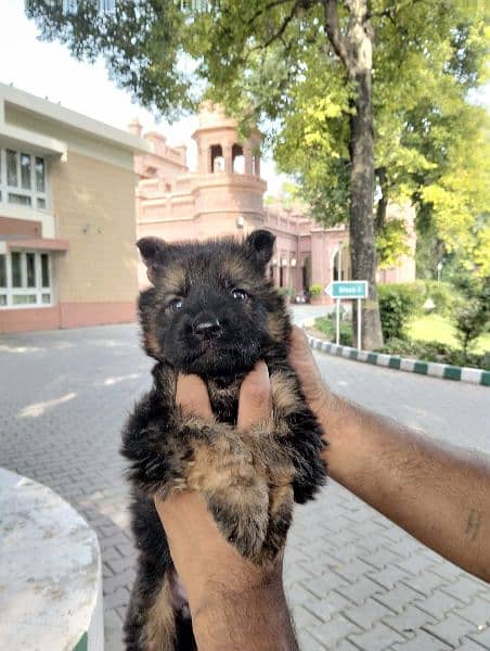 German shepherd Long court male puppy for sale 8