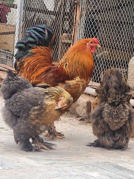 Black Silkie / Silky / Brahma Heavy/ White sultan 0